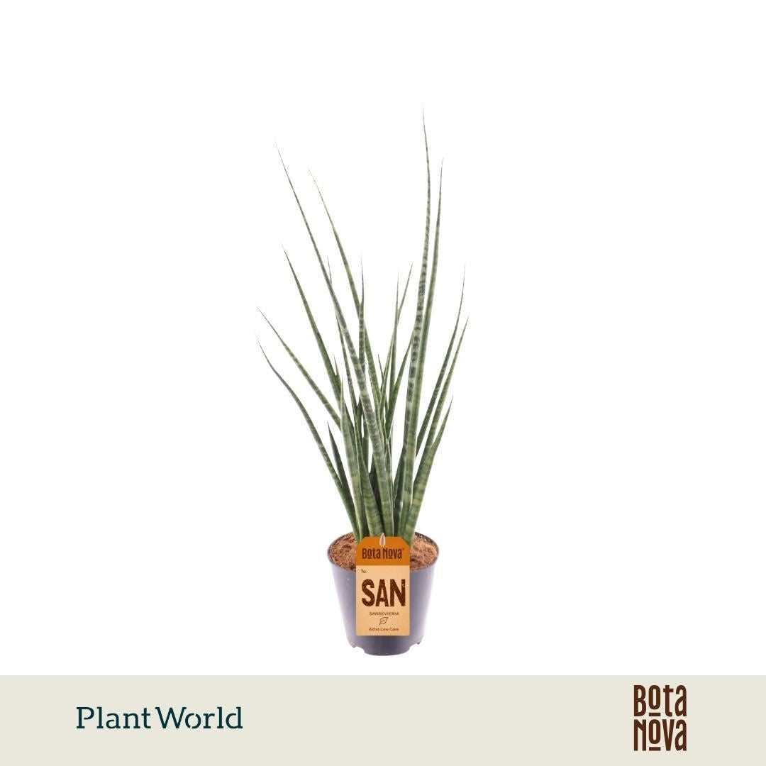 Sansevieria cylindrica 40cm 12cm Pot
