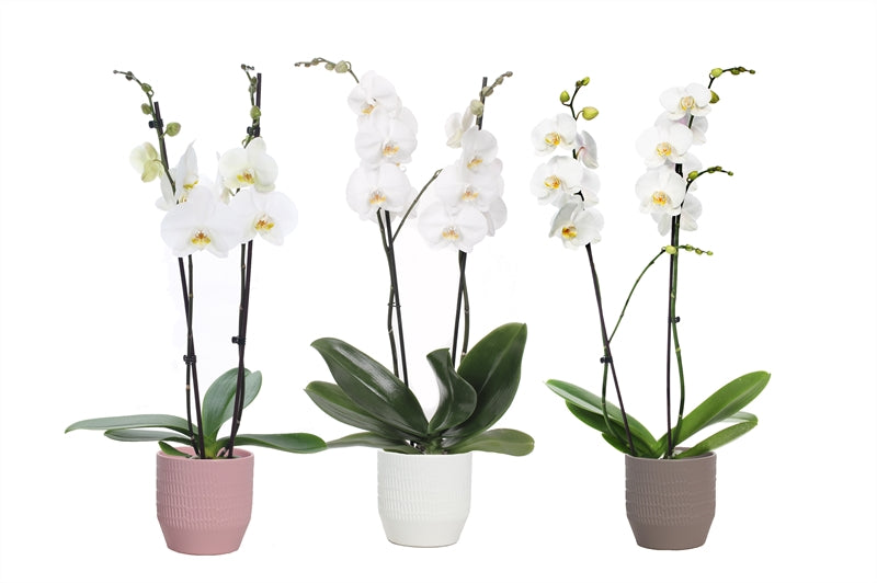 Phalaenopsis white 55cm 12cm Pot