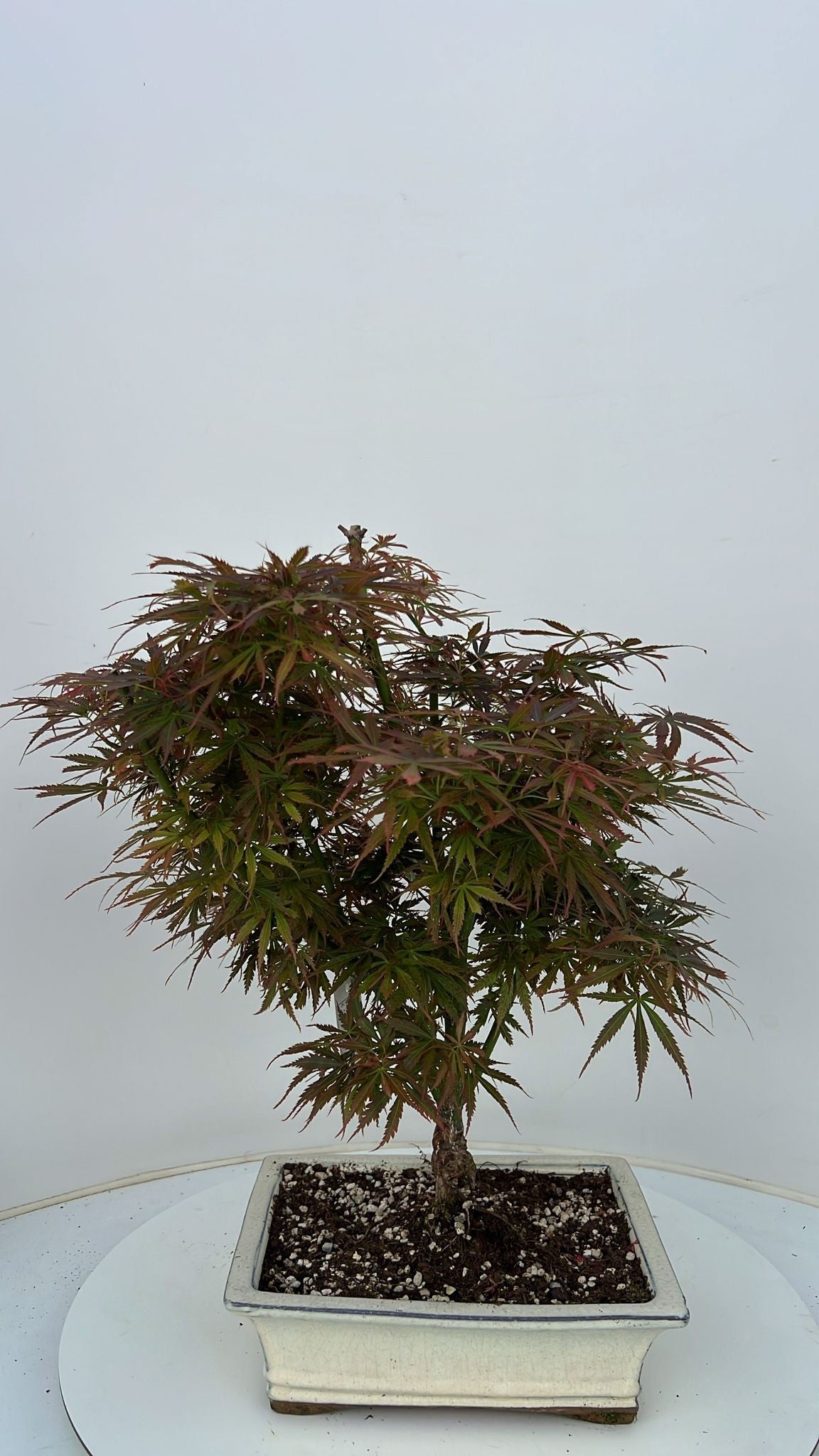 Acer Jerre Schwartz 50cm 26cm Pot