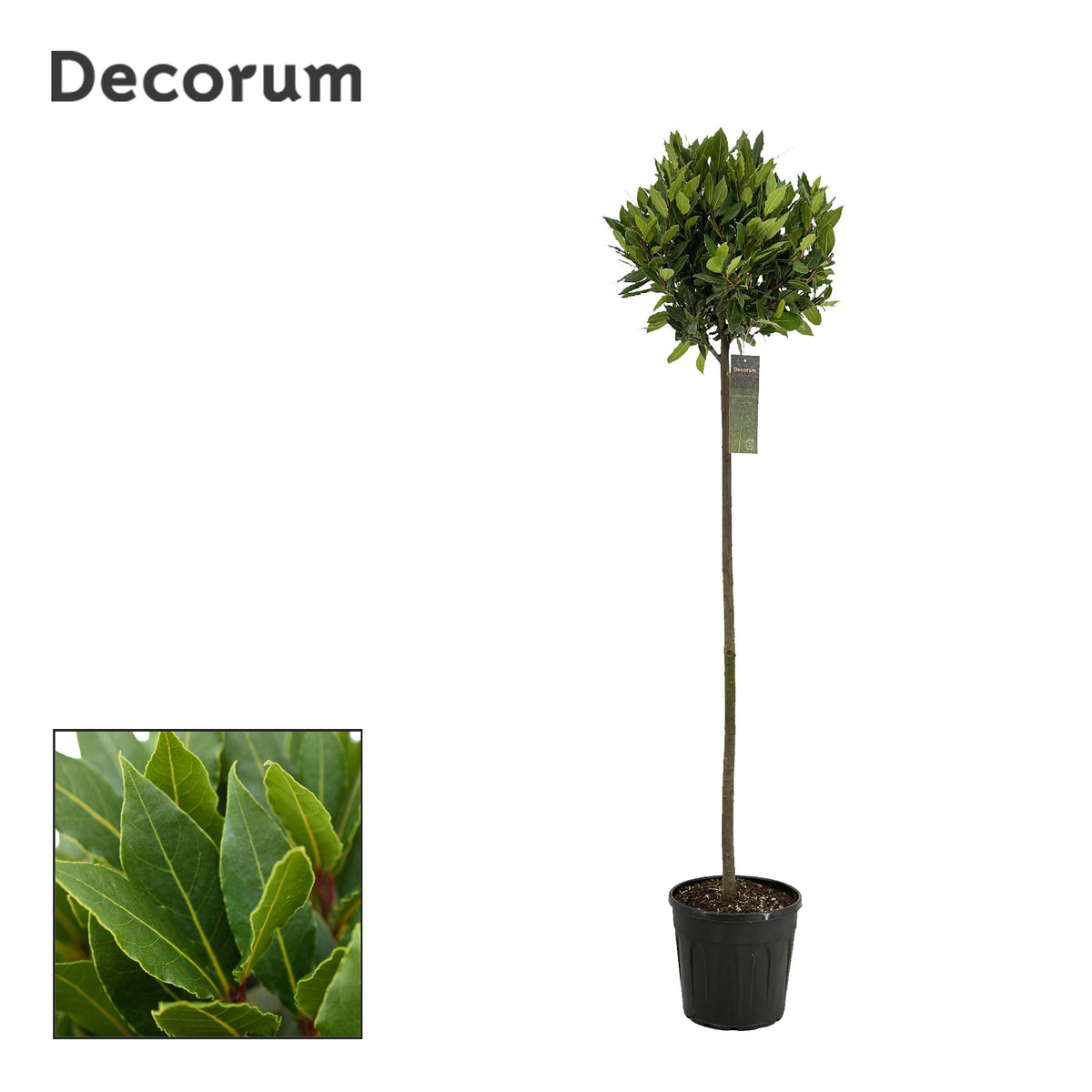 Laurus nobilis 160cm 25cm Pot