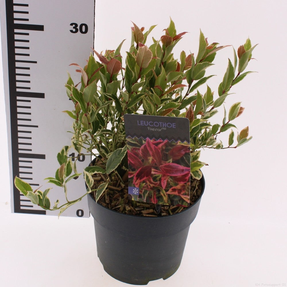 Leucothoe axillaris 20cm 17cm Pot