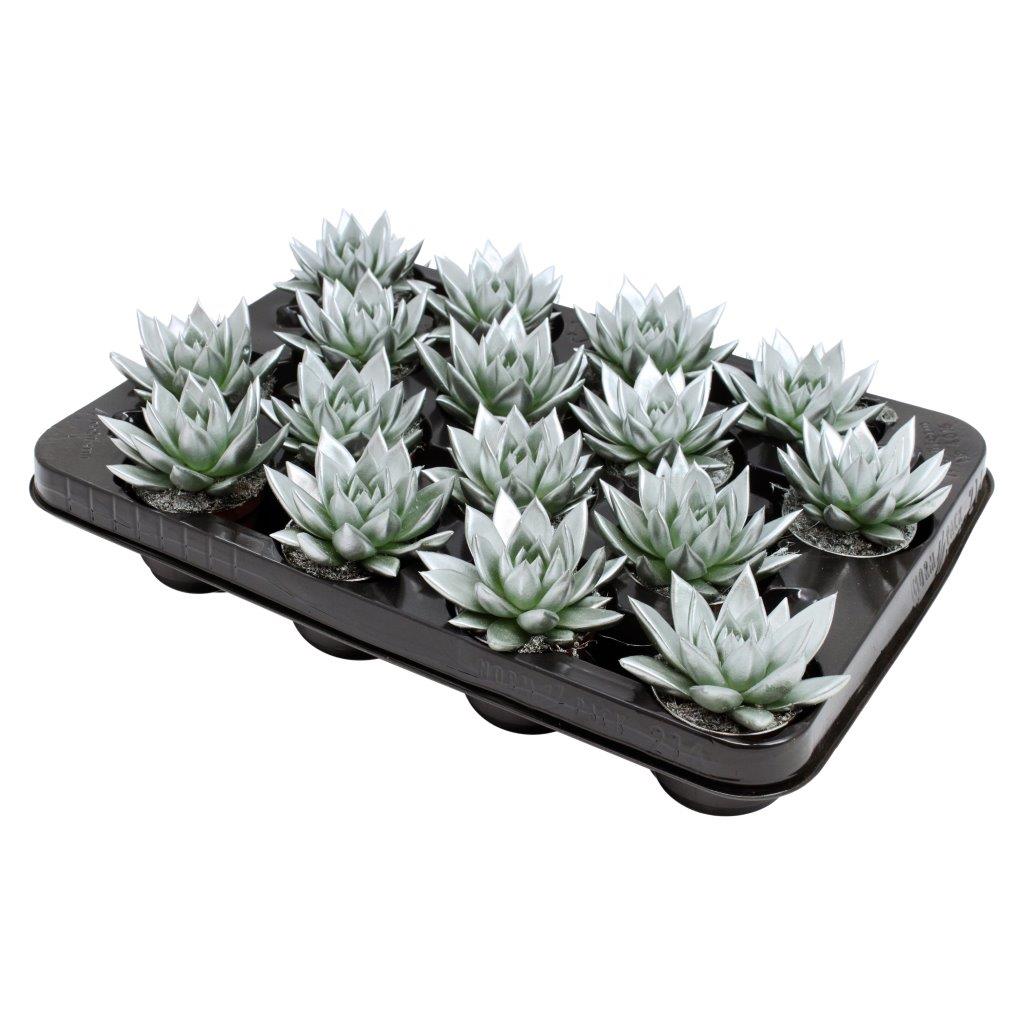 Echeveria Miranda 8cm 6cm Pot