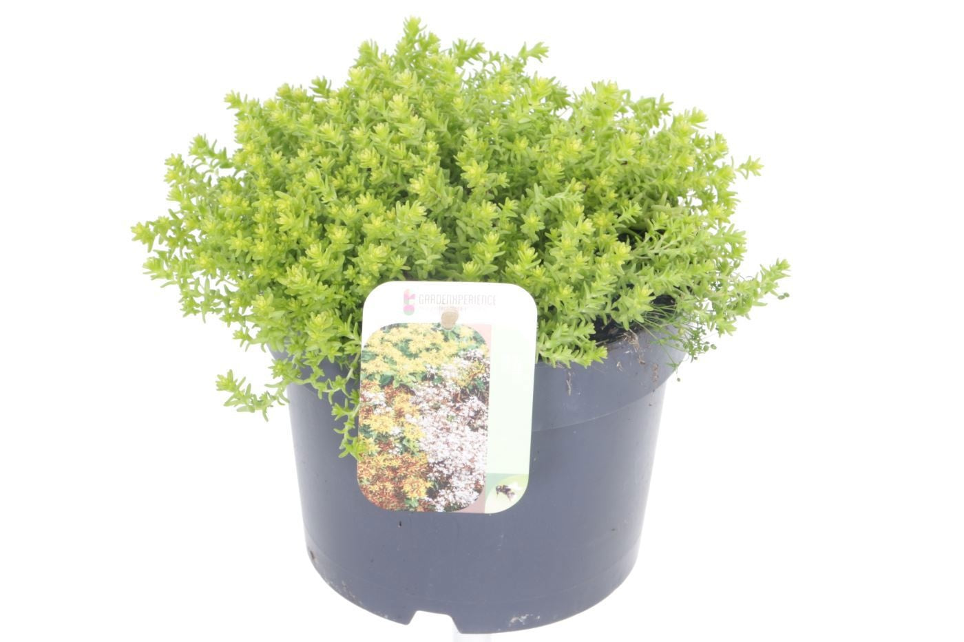 Sedum acre 15cm 17cm Pot
