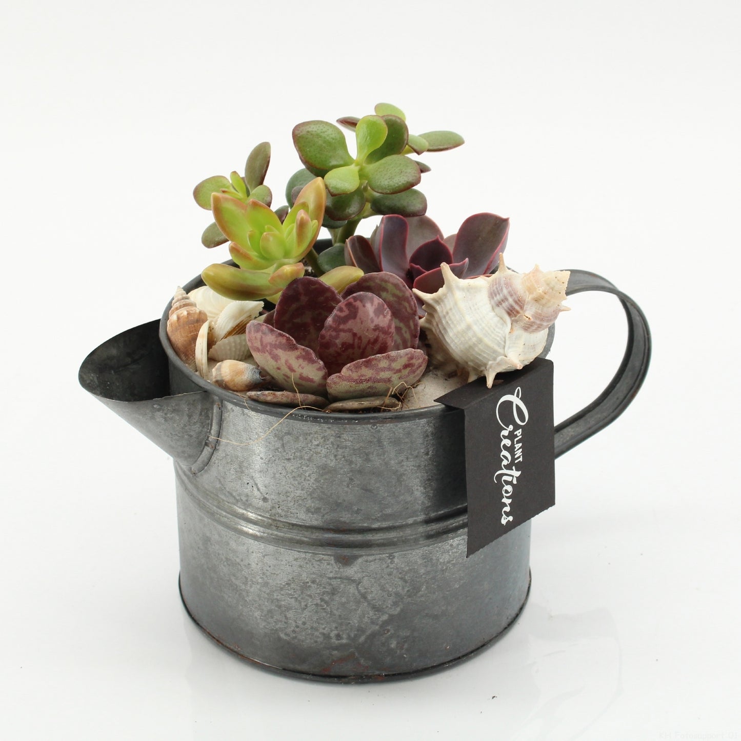 Indoor green arrangement 15cm 12cm Pot
