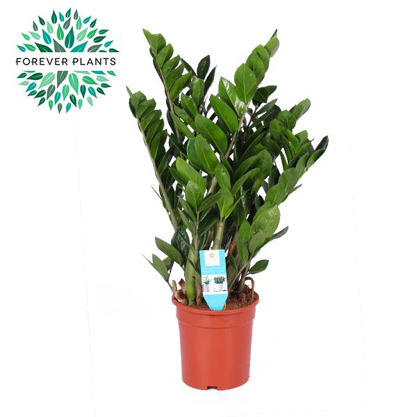 Zamioculcas zamiifolia 95cm 21cm Pot