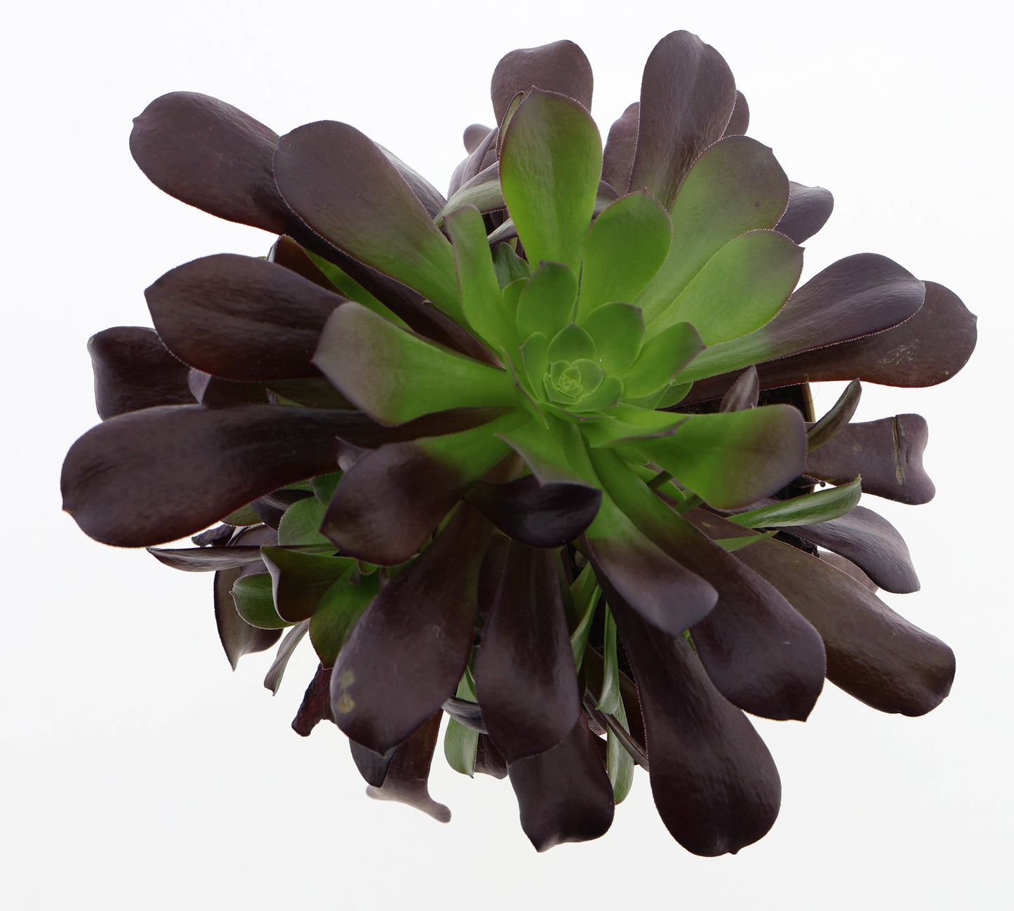 Aeonium arboreum 35cm 17cm Pot