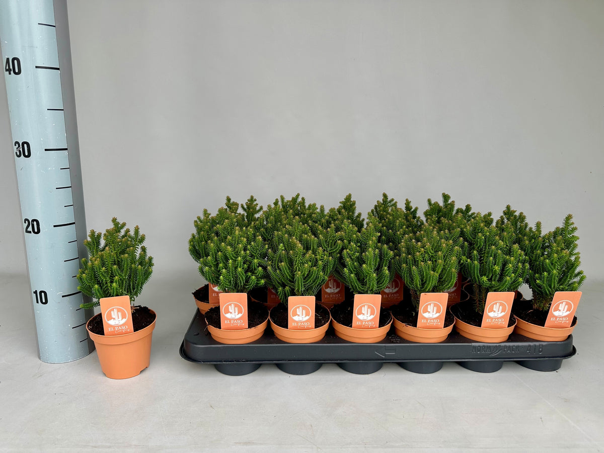 Chamaecyparis thy. El Paso 18cm 9cm Pot
