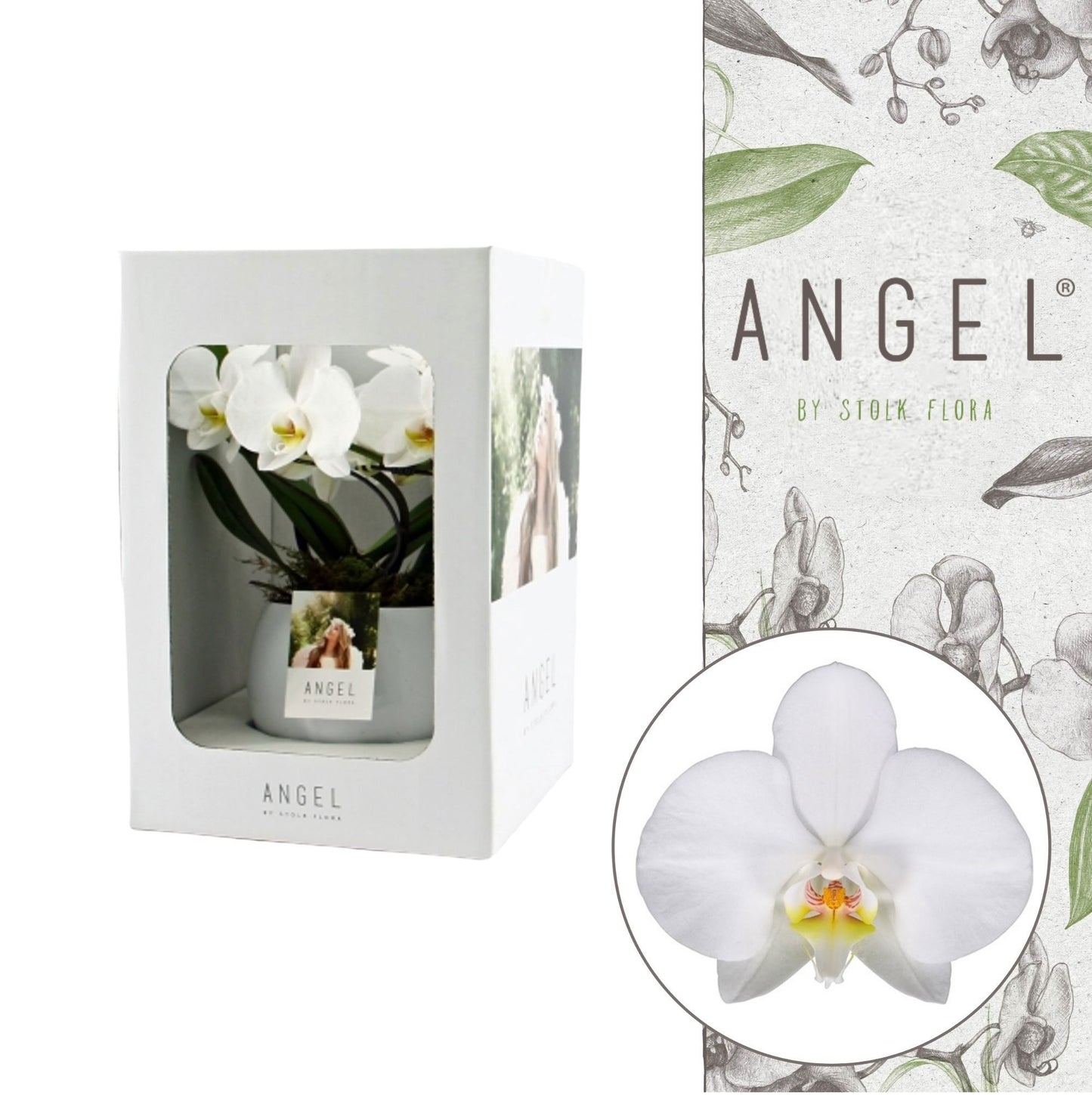 Phalaenopsis showbox white in lisa white pot 25cm 12cm Pot