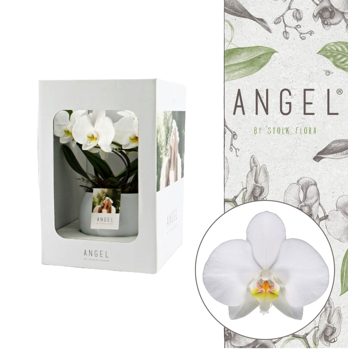 Phalaenopsis showbox white in lisa white pot 25cm 12cm Pot