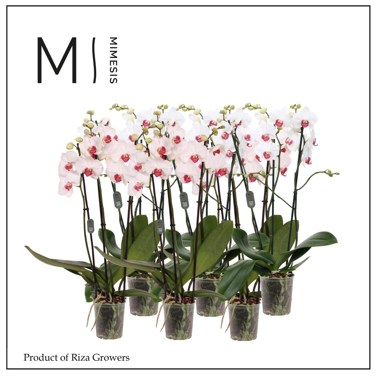 Phalaenopsis Red Lips 70cm 12cm Pot