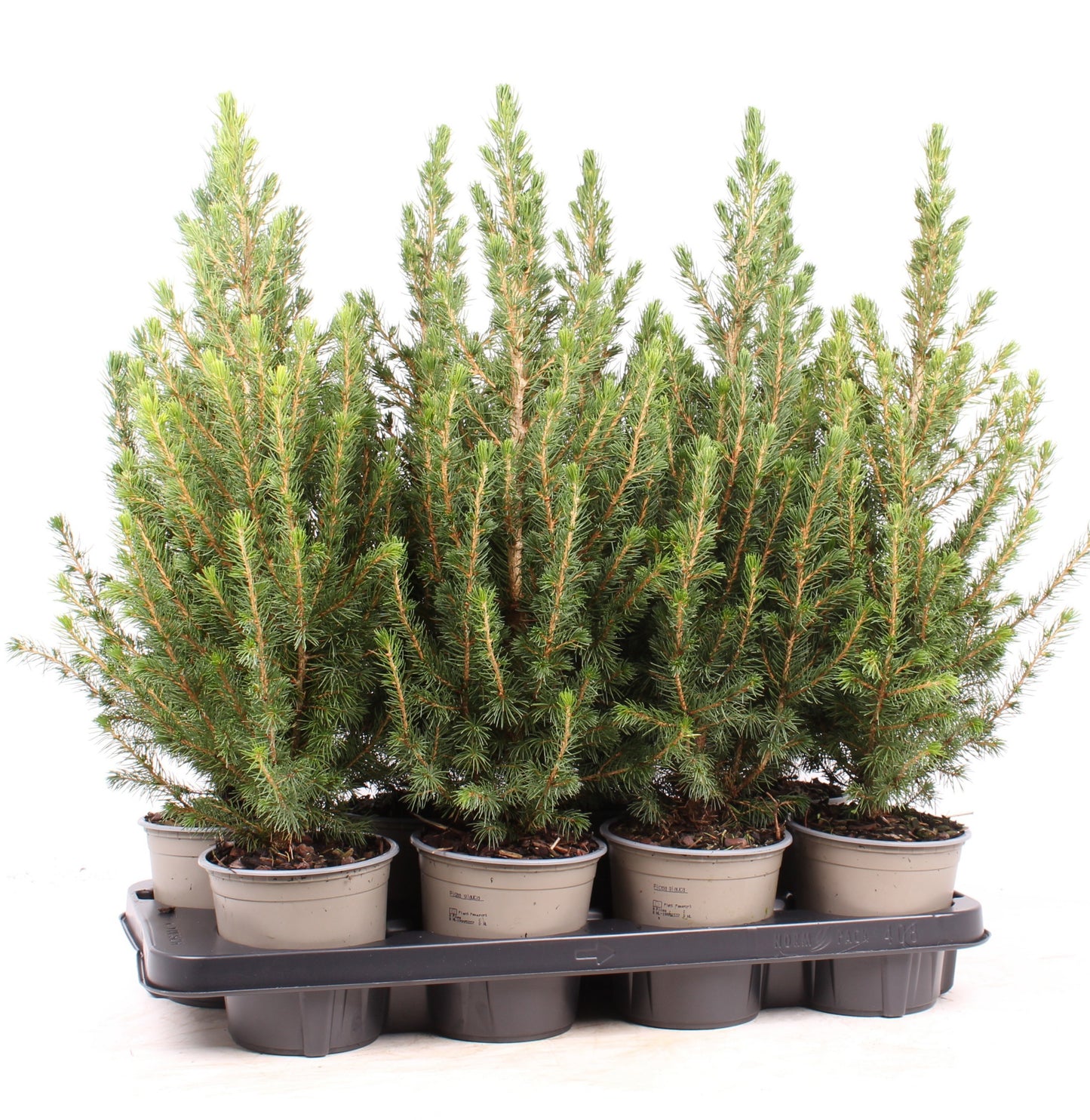 Picea glauca Conica 40cm 13cm Pot