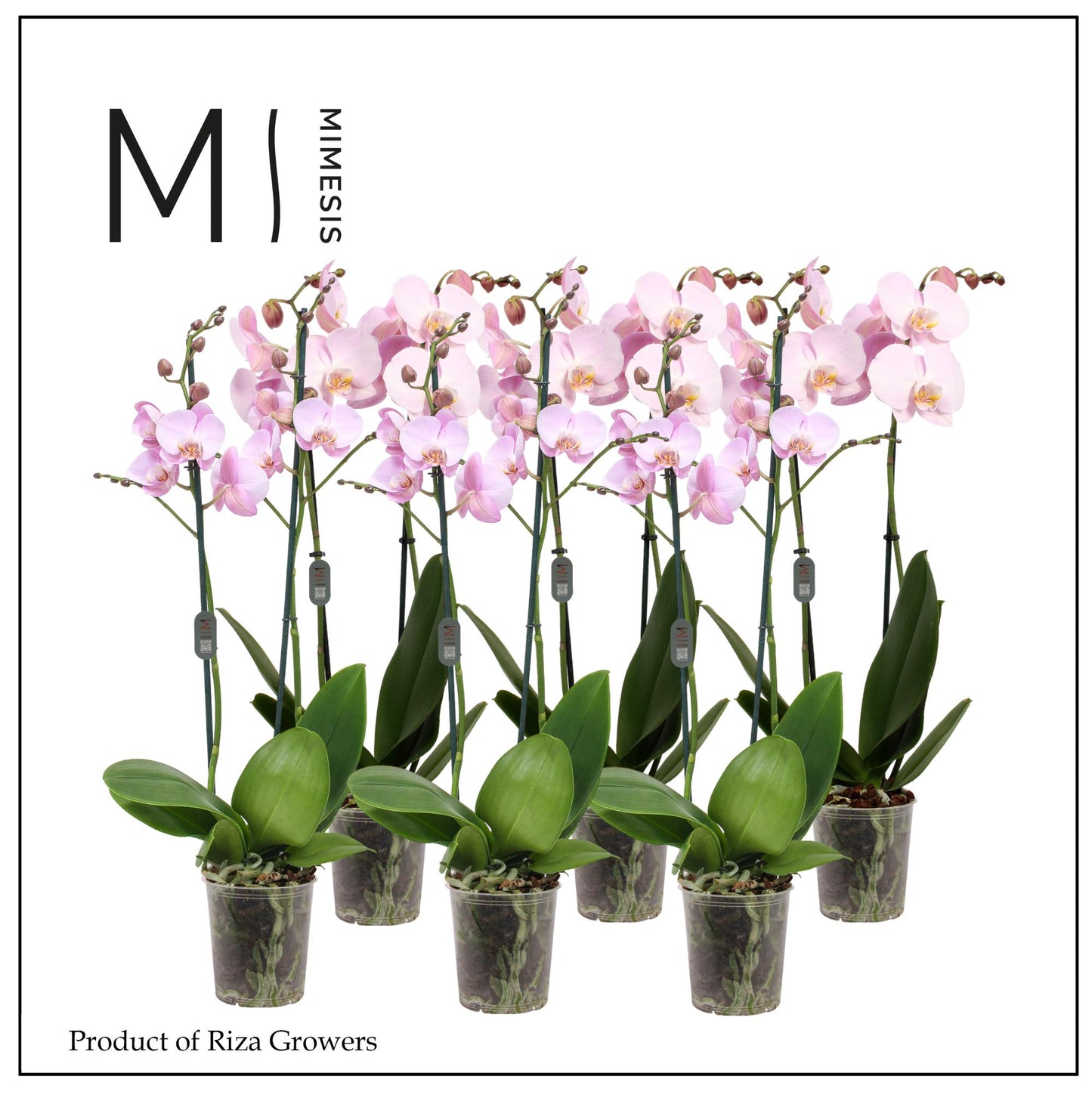 Phalaenopsis pink 70cm 12cm Pot