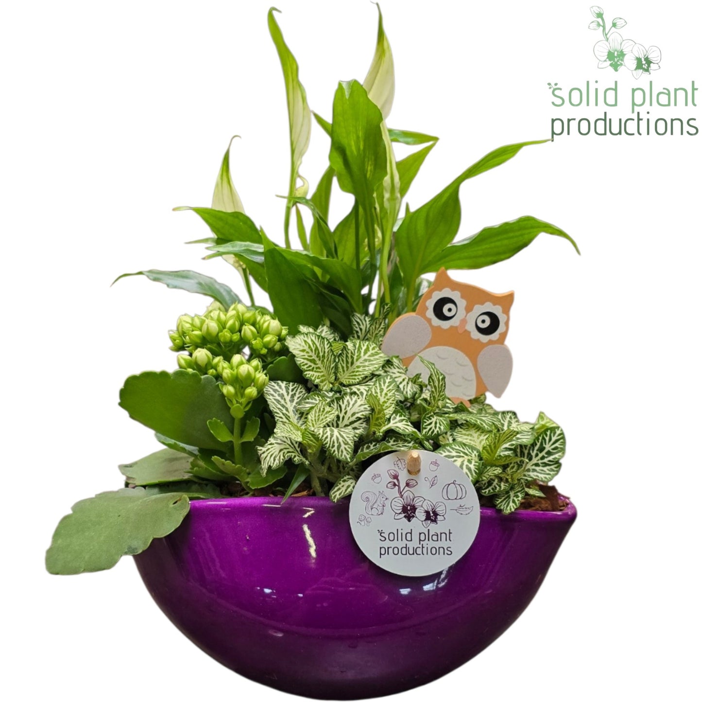 Solid Plant Productions SP005 Evelyn Purple Pack of 4