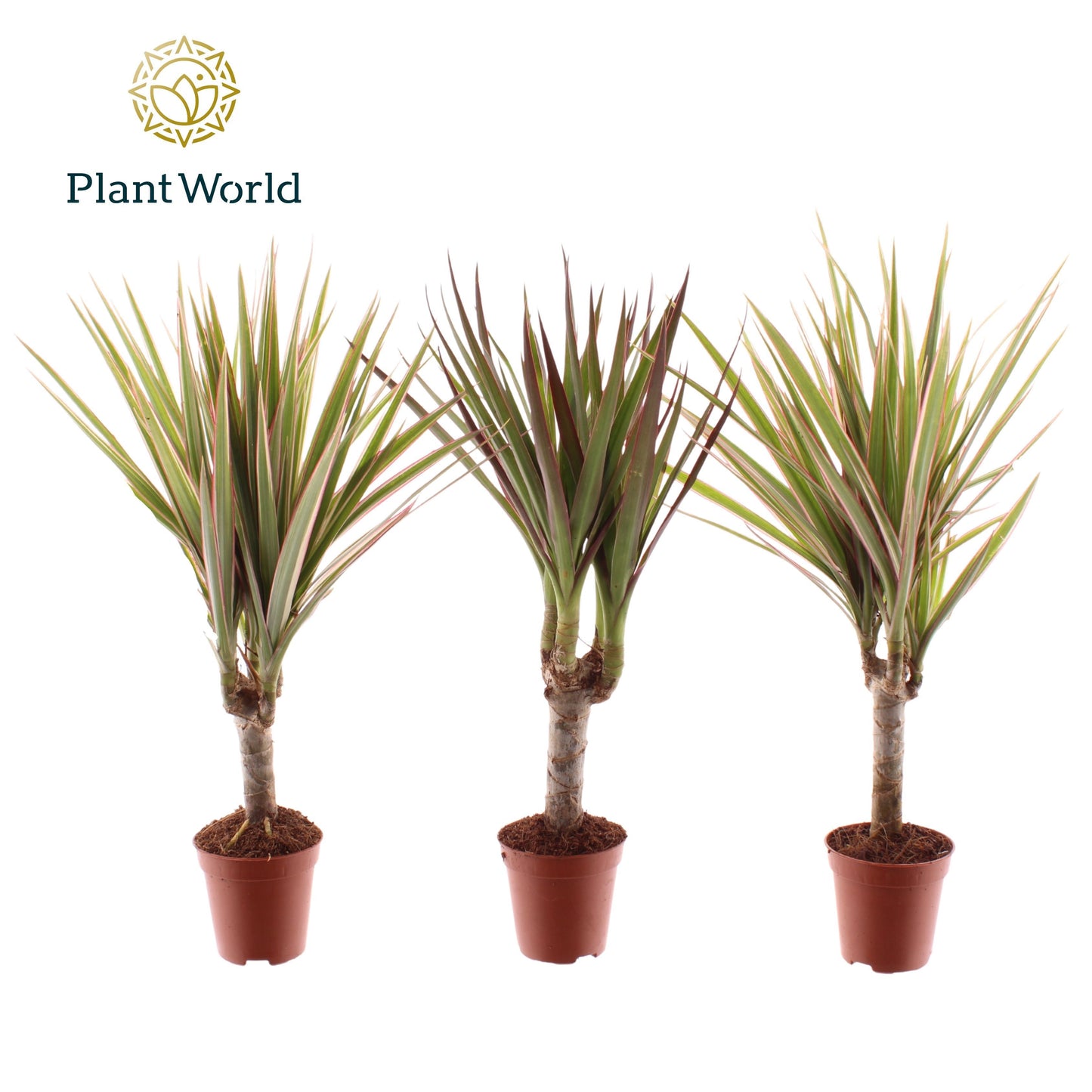 Dracaena marginata 30cm 505cm Pot