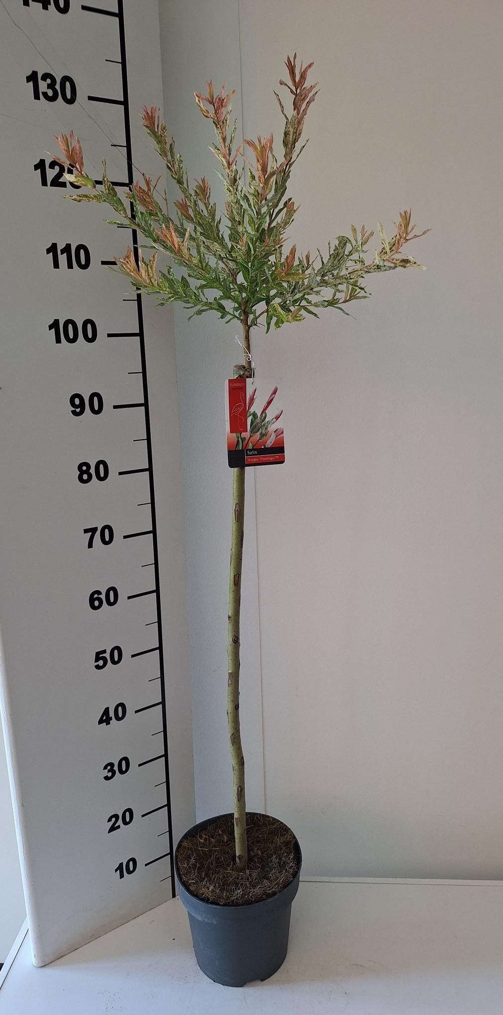 Salix integra Flamingo 130cm 21cm Pot
