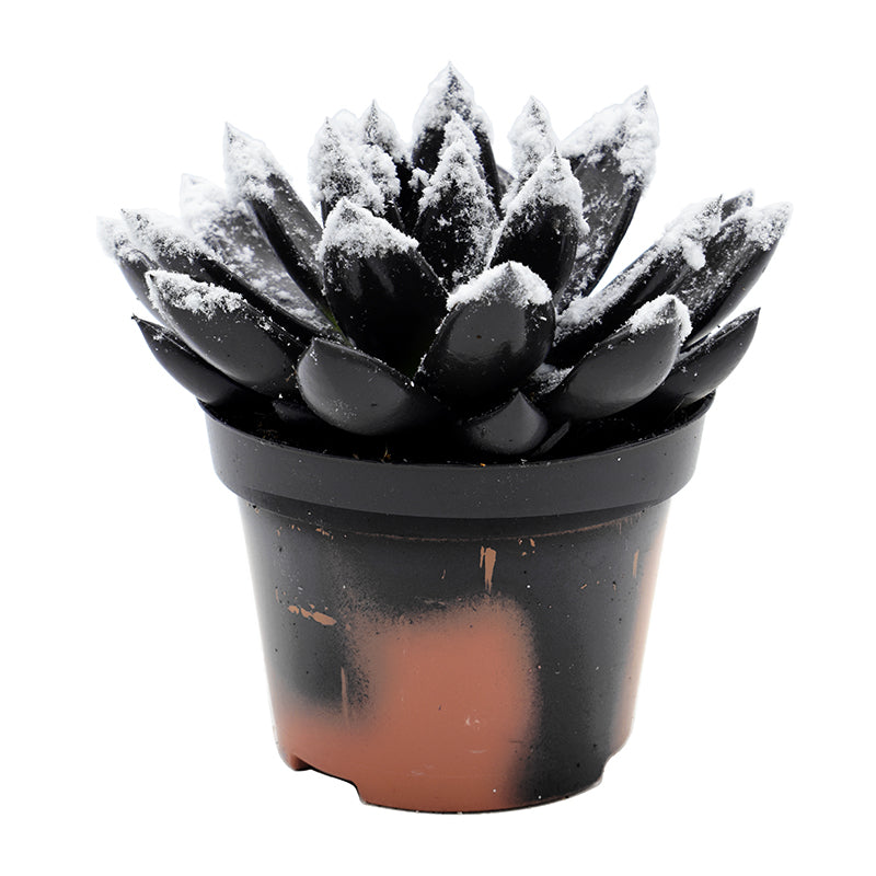 Echeveria colored black 13cm 10.5cm Pot