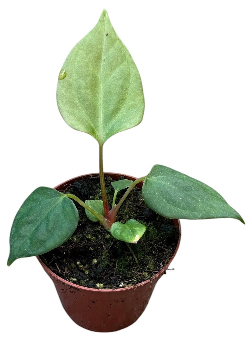 Anthurium Portillae 10cm 8cm Pot