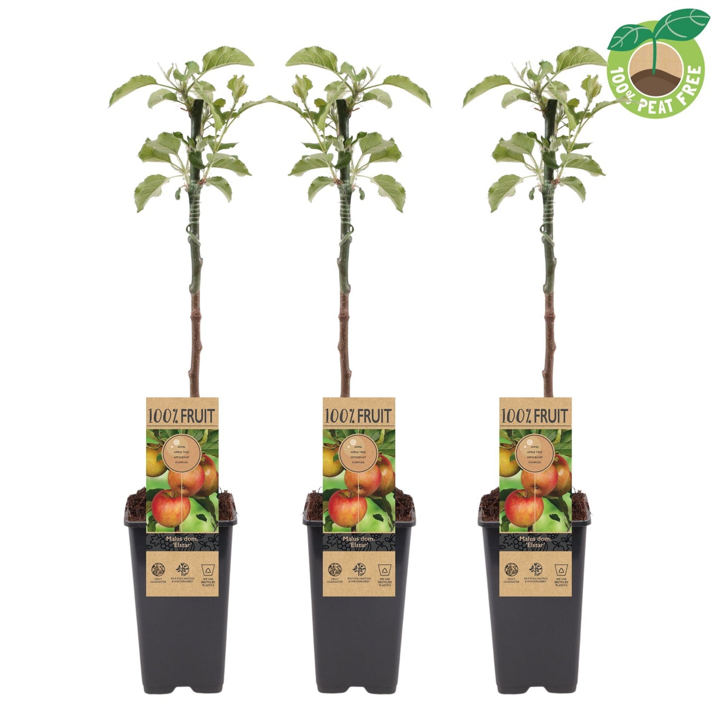 Streng Growers B.V. Malus domestica Elstar Patio Pack of 10