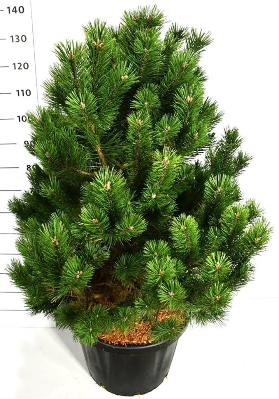 Pinus mugo Gnom 125cm 48cm Pot