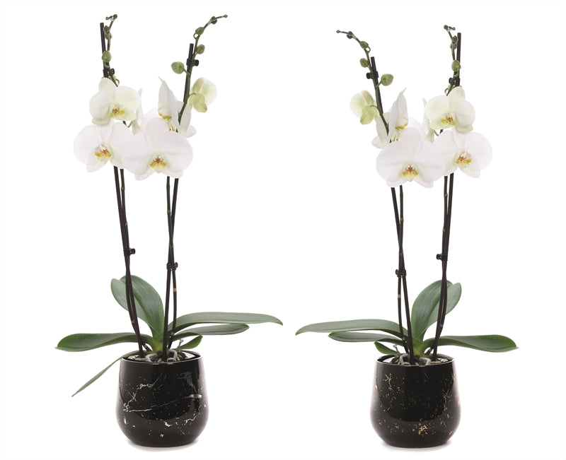 Phalaenopsis white 55cm 12cm Pot