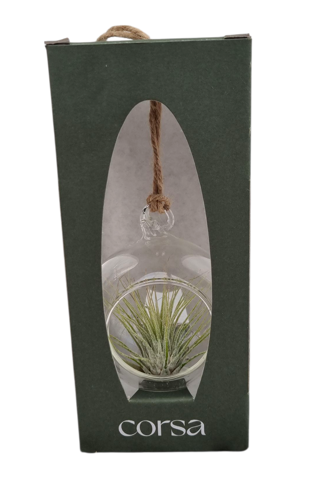 Tillandsia cyanea 20cm 9cm Pot