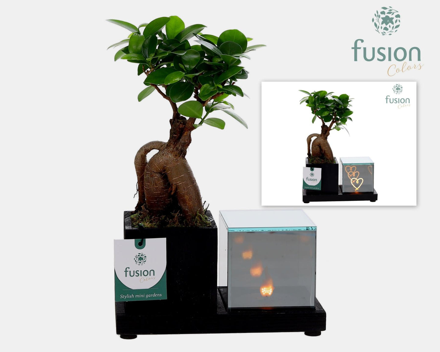 Ficus Ginseng in glass 29cm 19cm Pot