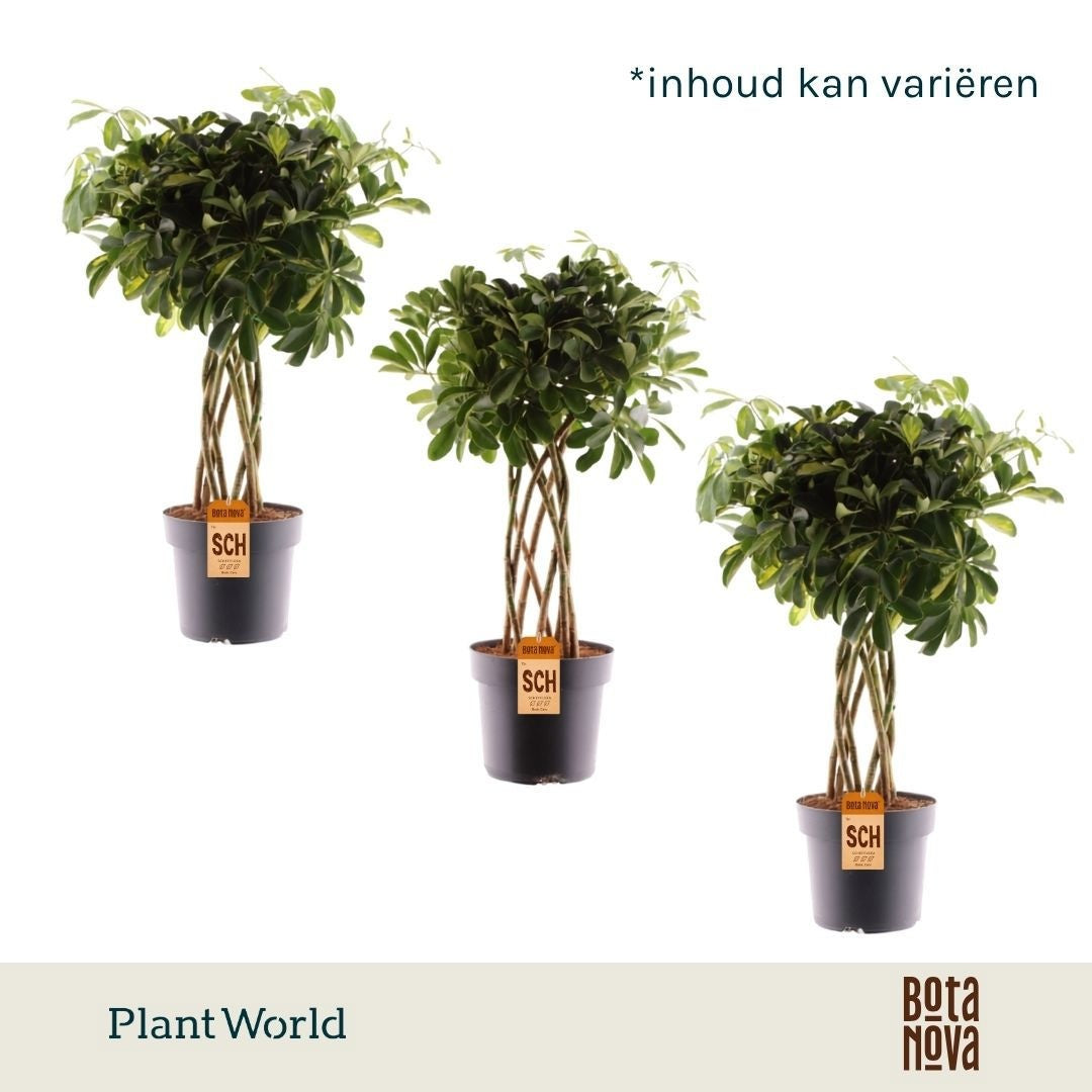 Schefflera Mme De Smet braided 85cm 24cm Pot