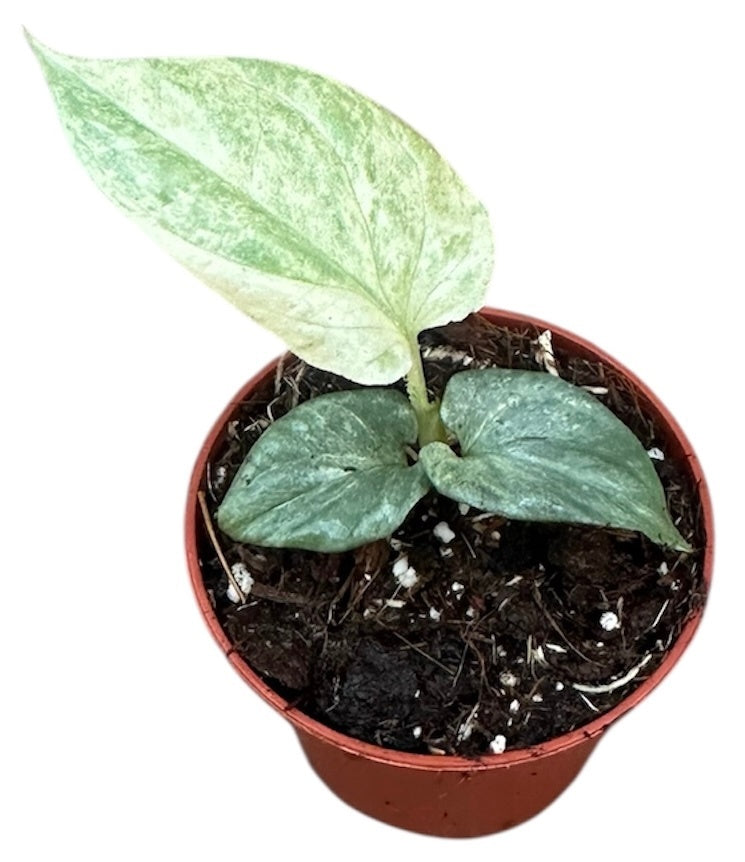 Amydrium Medium Silver Variegata 10cm 6cm Pot