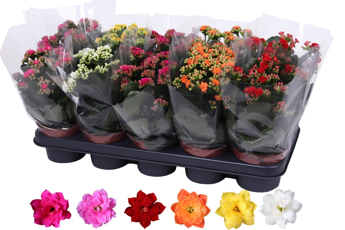Kalanchoe Rosalina mix 27cm 12cm Pot