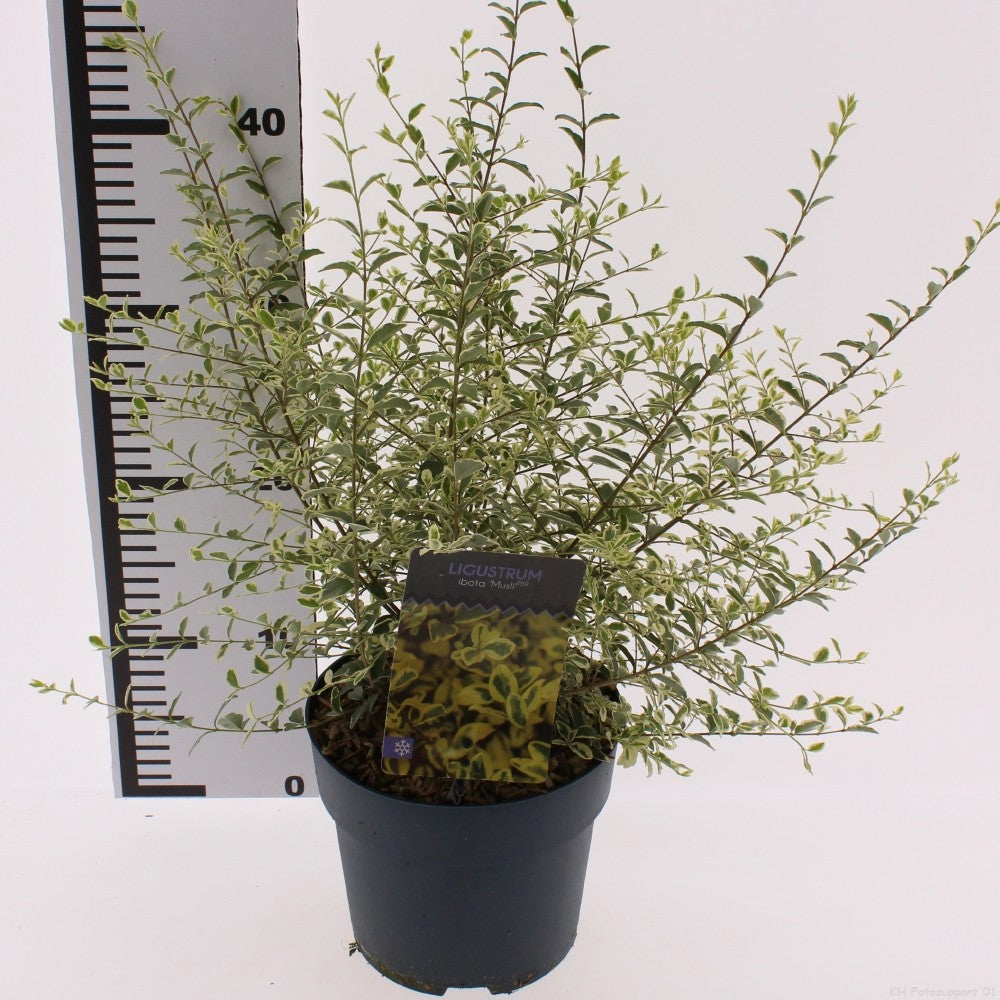 Snepvangers Tuinplanten Ligustrum ovalifolium Pack of 6