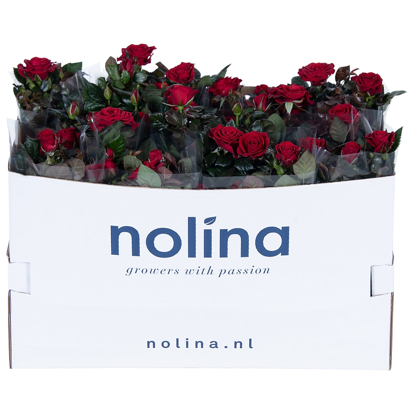 Rosa red 36cm 13cm Pot