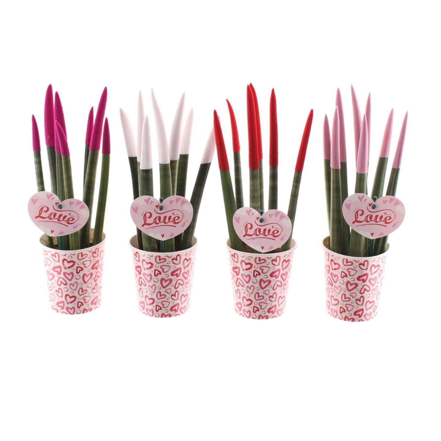 Sansevieria cylindrica 35cm 8.5cm Pot