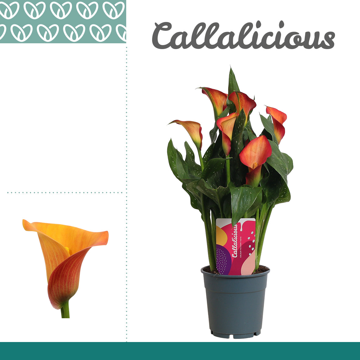 Zantedeschia Morning Sun 35cm 12cm Pot