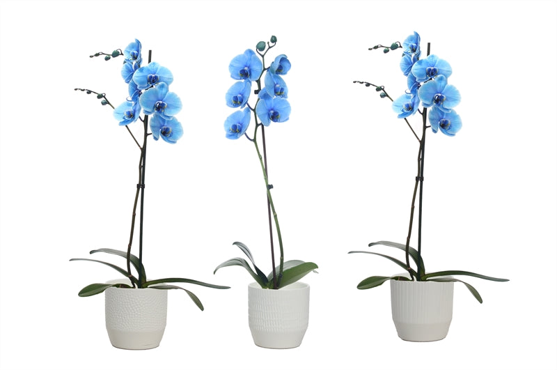 Phalaenopsis Hybrid 55cm 12cm Pot