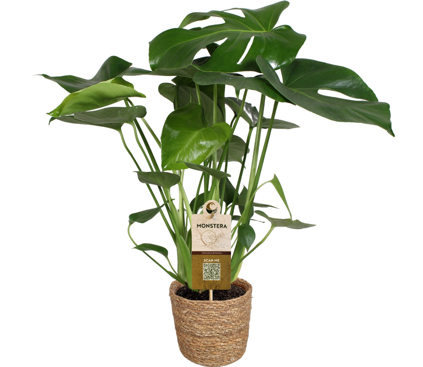 Dynaplant Bv Monstera deliciosa Pack of 1
