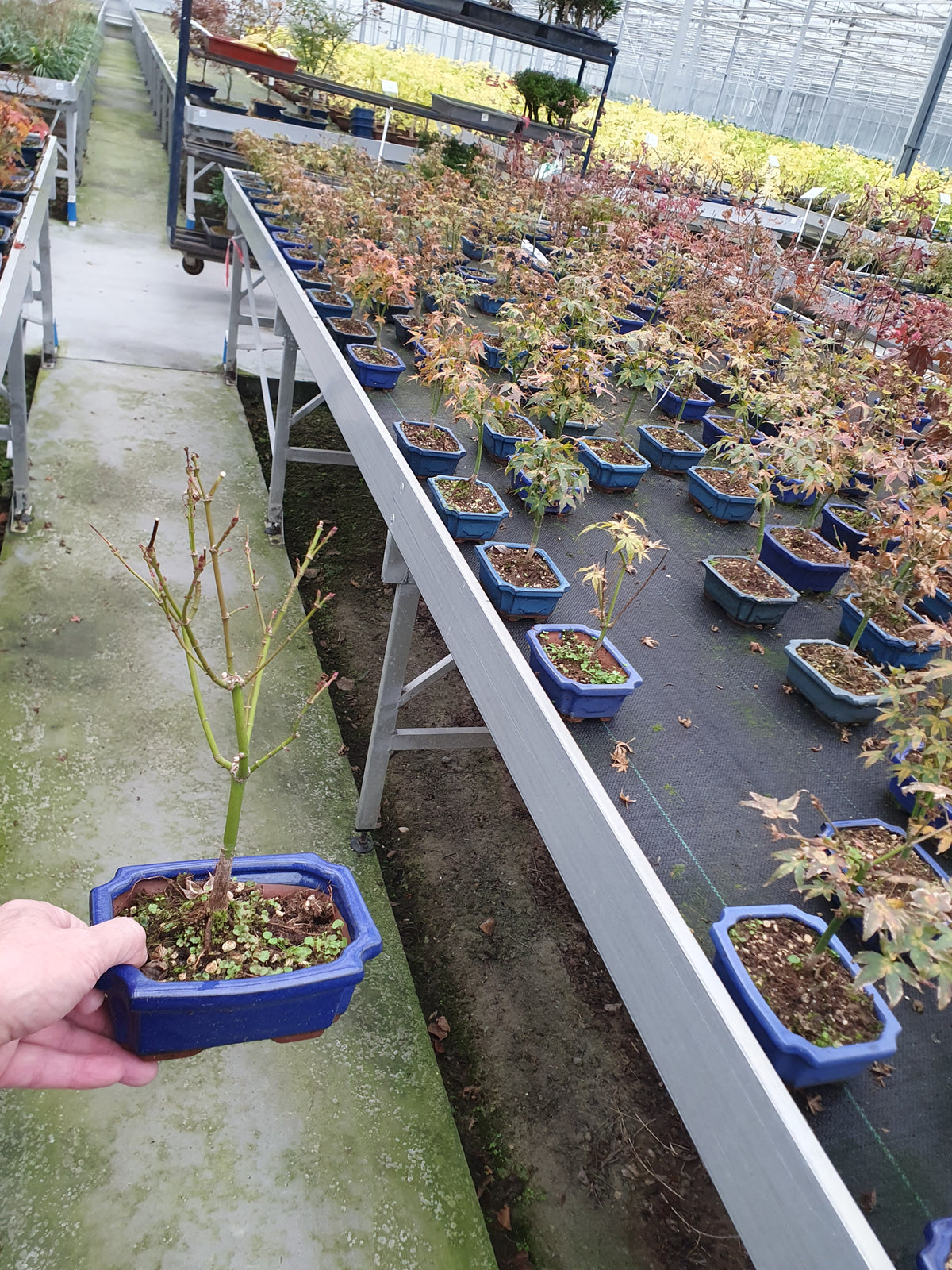 Acer Little Princess 30cm 15cm Pot