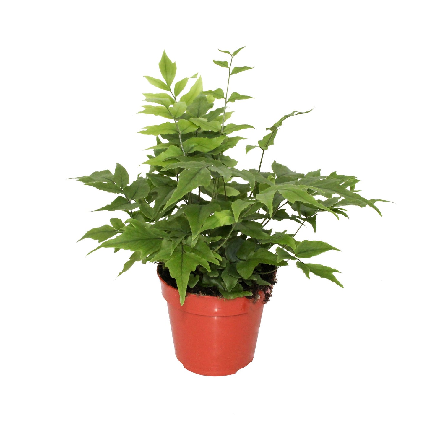 Cyrtomium Clivicola 25cm 12cm Pot