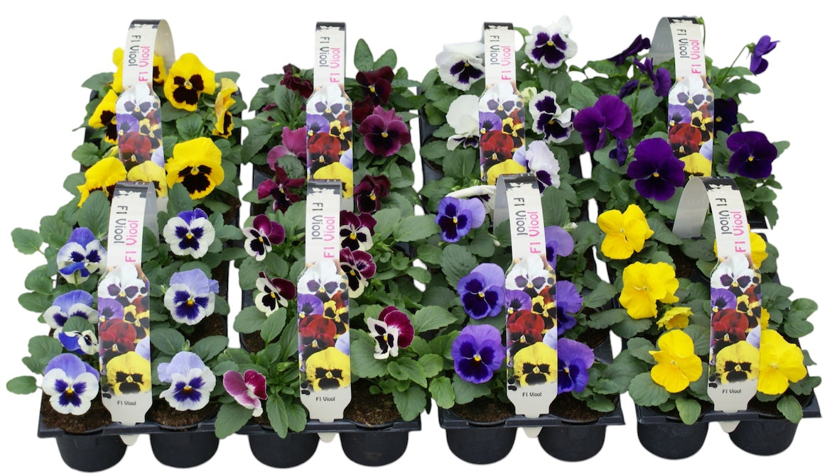Viola F1 mix 12cm 9cm Pot