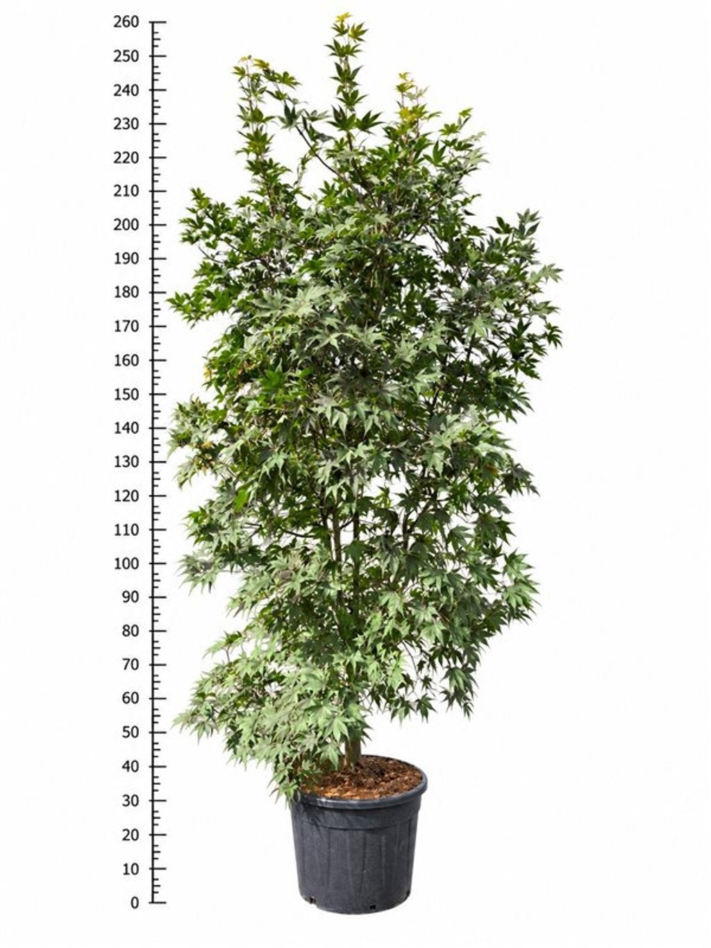 Acer Bloodgood 250cm 56cm Pot