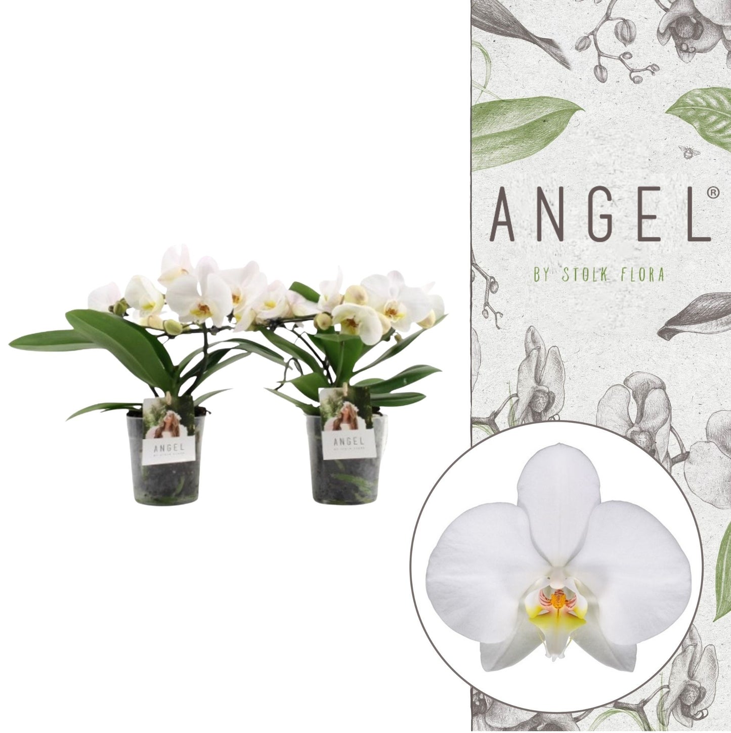 Phalaenopsis white 25cm 12cm Pot