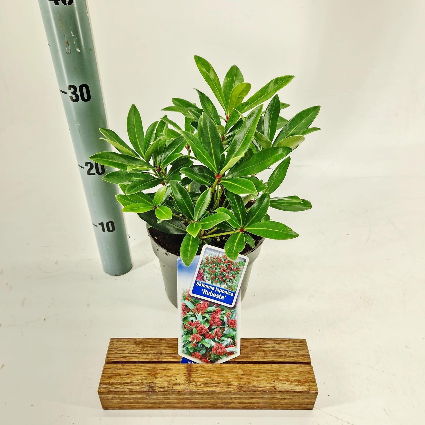 Skimmia japonica Rubesta 30cm 17cm Pot