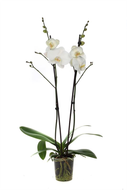 Phalaenopsis white 55cm 12cm Pot