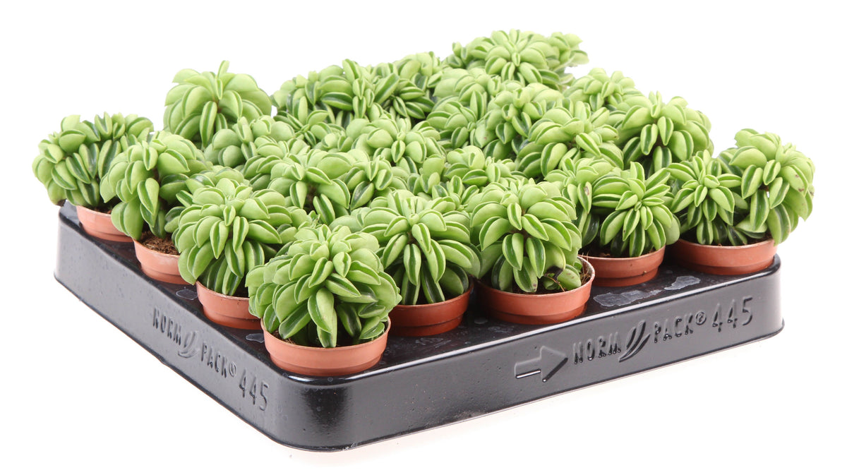 Peperomia Happy Bean 8cm 5.5cm Pot