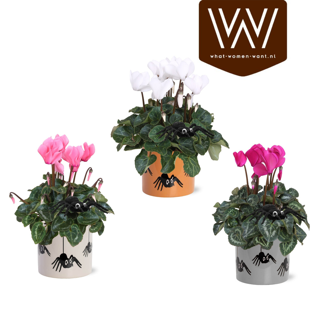 Cyclamen Allure 30cm 12cm Pot