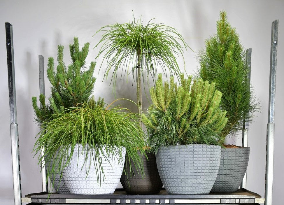 Conifer mix 998cm 38cm Pot