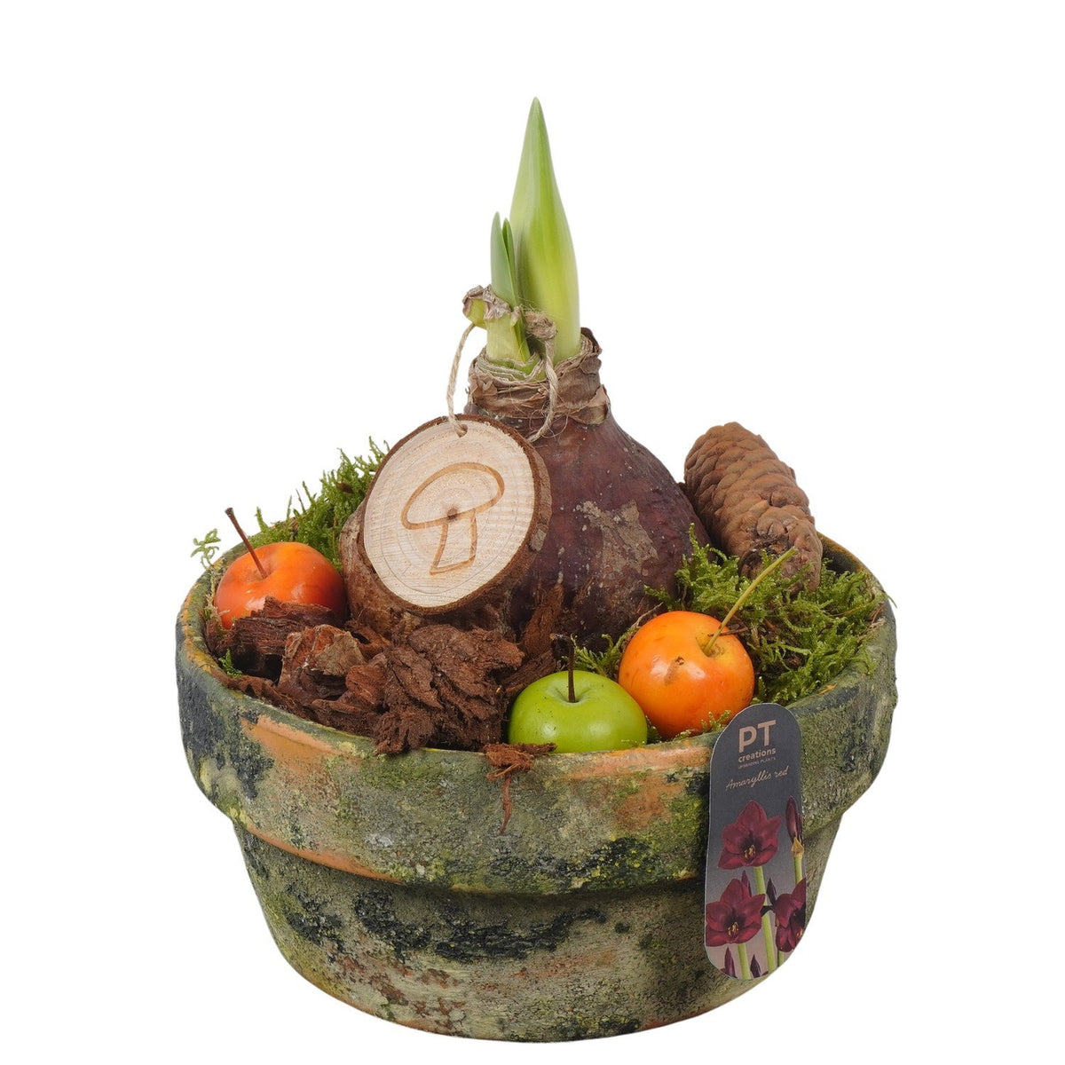 Hippeastrum arrangement 21cm 18cm Pot