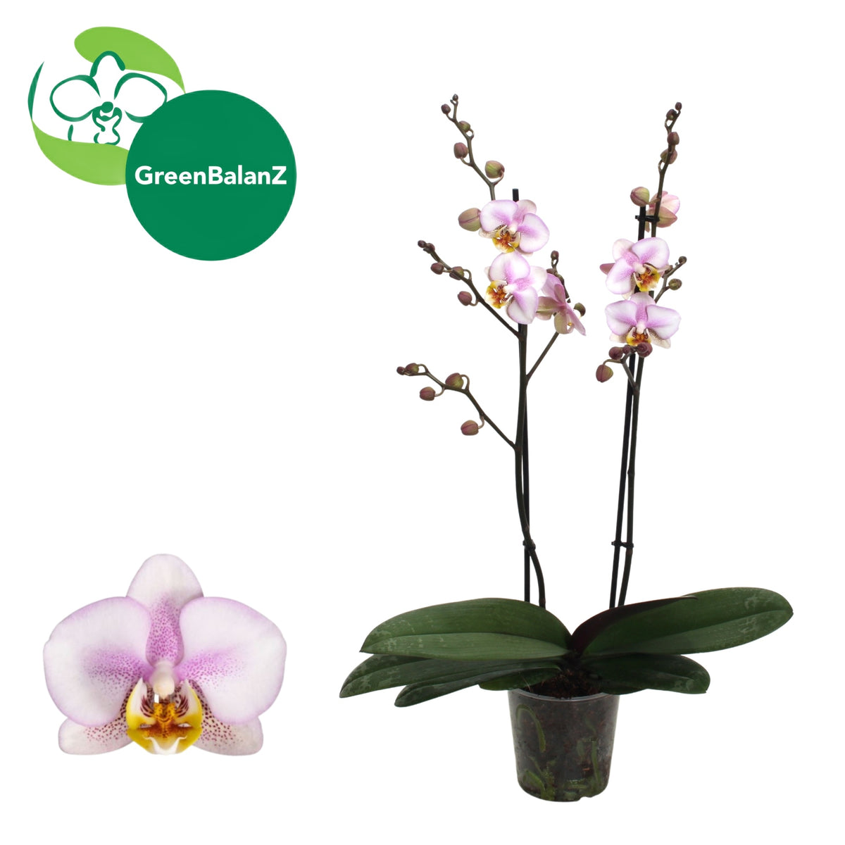 Phalaenopsis Corolla Beach 55cm 12cm Pot
