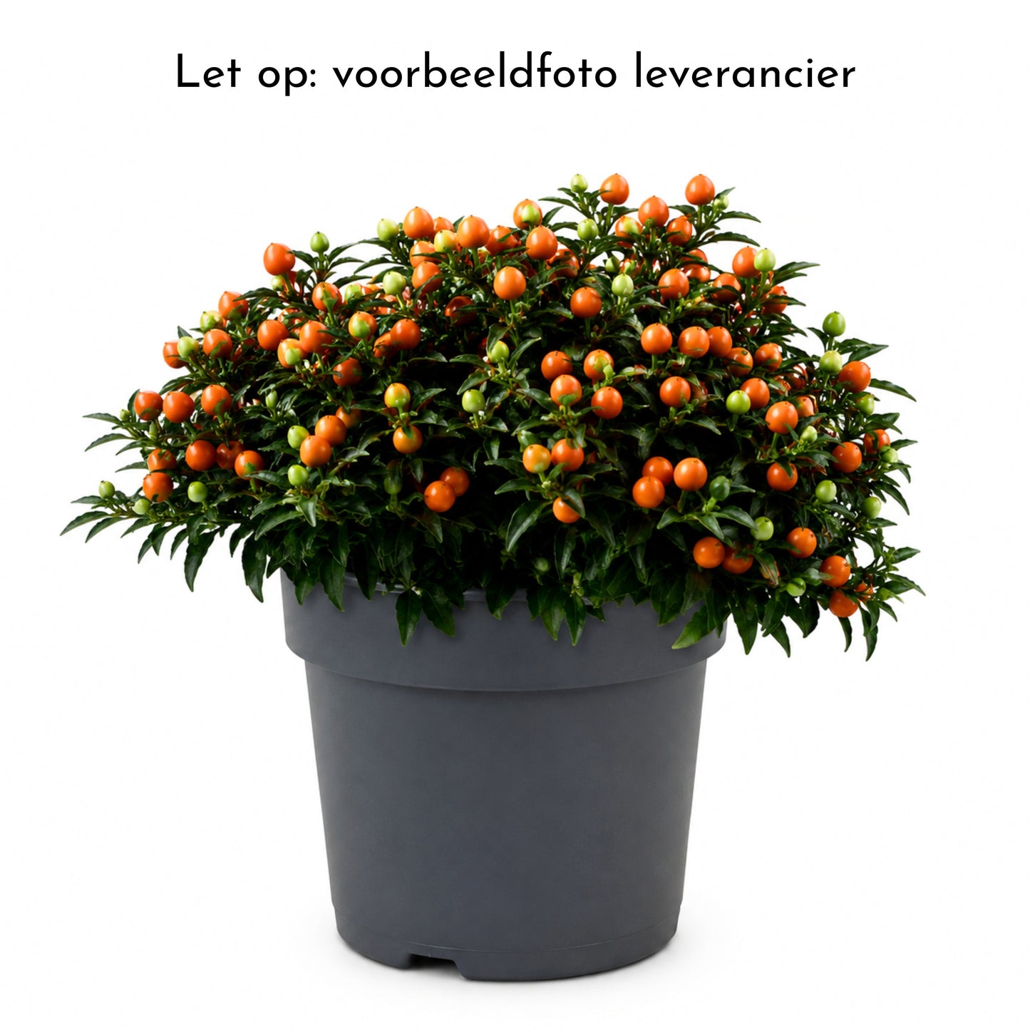Solanum pseudocapsicum 33cm 17cm Pot