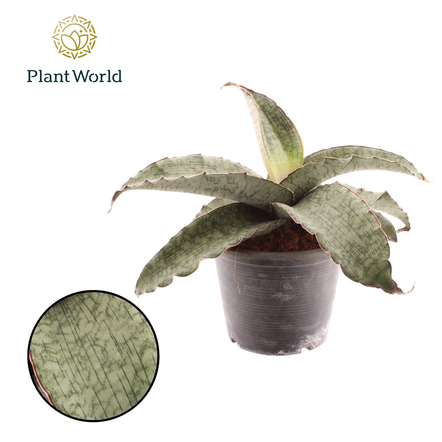 Sansevieria kirkii Silver Blue 33cm 19cm Pot