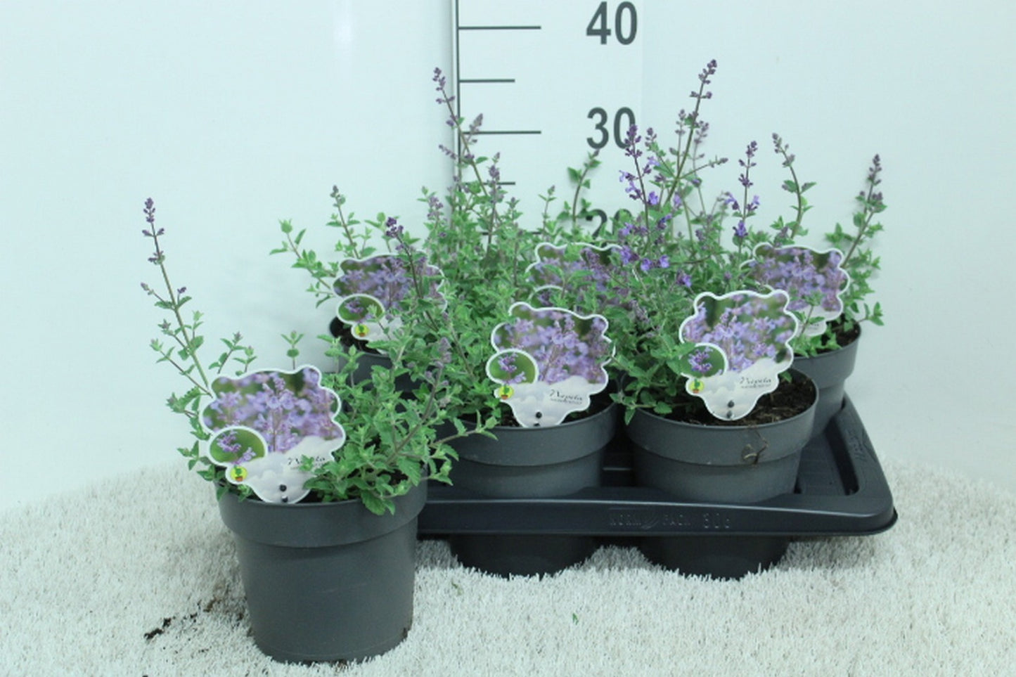 Nepeta faa. Kit Cat 35cm 17cm Pot